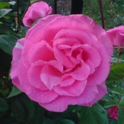 Rosier Grimpant Zéphirine Drouhin (1868) -Jardin Entretien Magasin 1414 1987a rosier grimpant z phirine drouhin lo t1000