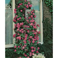 Rosier Grimpant Zéphirine Drouhin (1868) -Jardin Entretien Magasin 1414 1987b rosier grimpant z phirine drouhin t1000