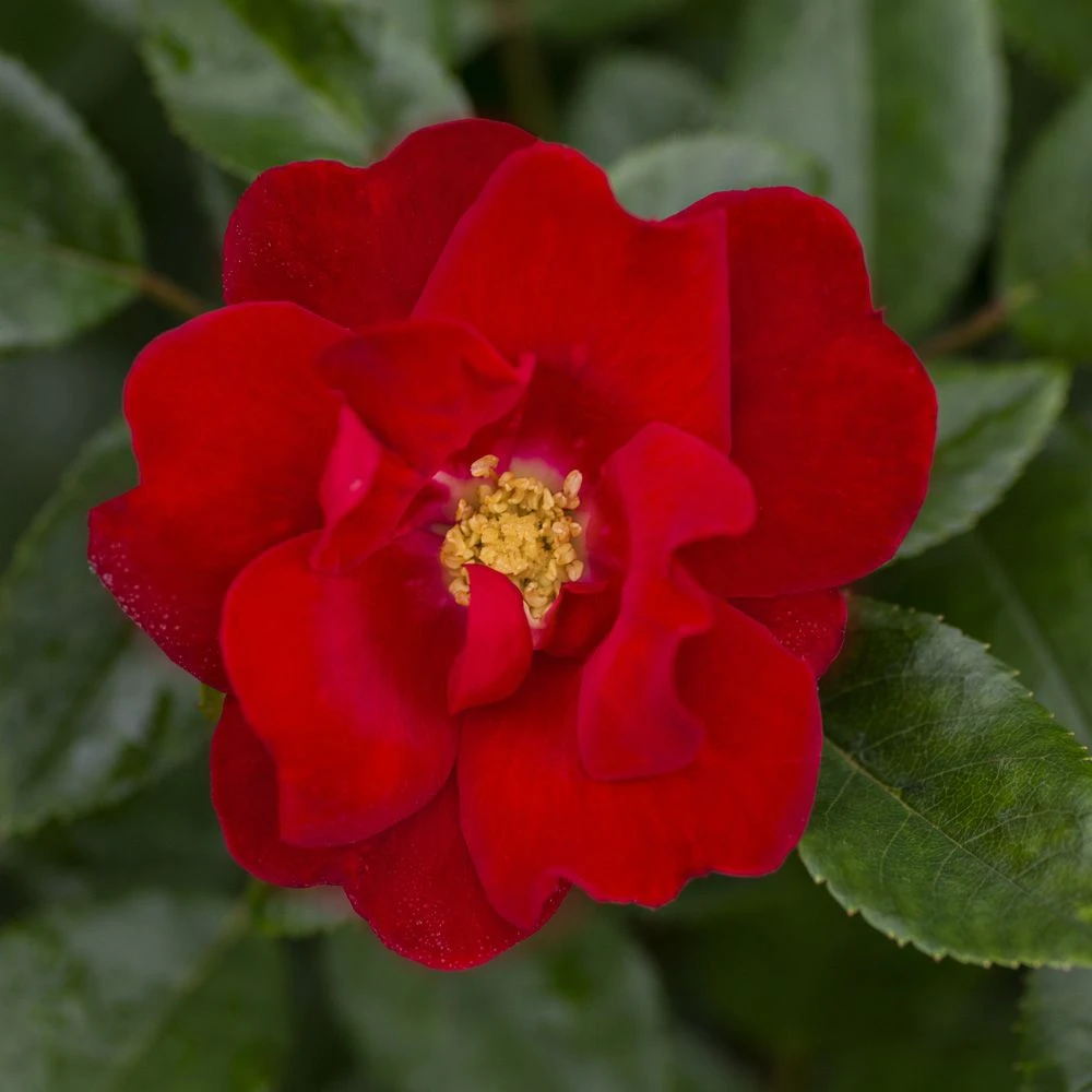 Rosier MOULIN ROUGE ® Meitraligh 1 Rosier MOULIN ROUGE ® Meitraligh