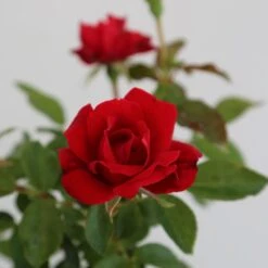 Rosier MOULIN ROUGE ® Meitraligh 8 Rosier MOULIN ROUGE ® Meitraligh -Jardin Entretien Magasin 1627 meitraligh moulin rouge 9 1000