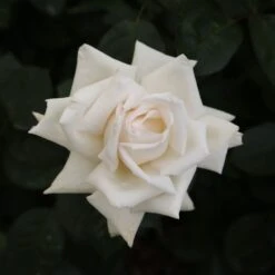 Rosier ANGGUN ® Meibokir -Jardin Entretien Magasin 1635 3910 meibokir anggun 14 t1000