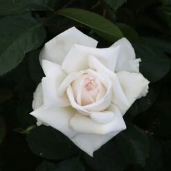 Rosier ANGGUN ® Meibokir -Jardin Entretien Magasin 1635 3910 meibokir anggun 15 t1000