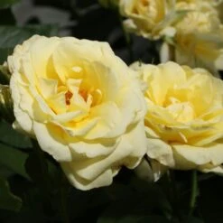 Rosier RUSTICA ® III Meilaocil -Jardin Entretien Magasin 1639 3911 meilaocil rustica r iii ao av23 6 t1000