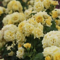 Rosier RUSTICA ® III Meilaocil -Jardin Entretien Magasin 1639 3911 rustica iii meilaocil 5 t1000