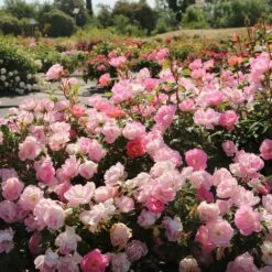 Rosier Pink CHANTILLY ® Meilevire -Jardin Entretien Magasin 1647 3914 pink chantilly meilevire 29 t1000