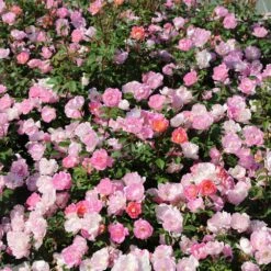 Rosier Pink CHANTILLY ® Meilevire -Jardin Entretien Magasin 1647 3914 pink chantilly meilevire 2 t1000