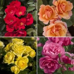 Collection Haie De Rosiers