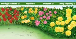 Collection Haie De Rosiers -Jardin Entretien Magasin 1907 web 3