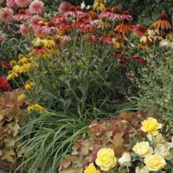 Massif Farniente D'été