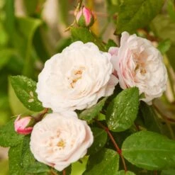 Rosier Grimpant Liane Félicité Et Perpétue