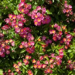 Rosier Grimpant Liane Maria Lisa