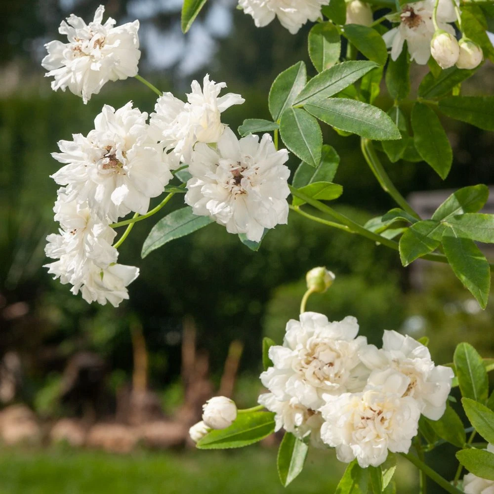 Rosier Grimpant Liane Banks Purezza