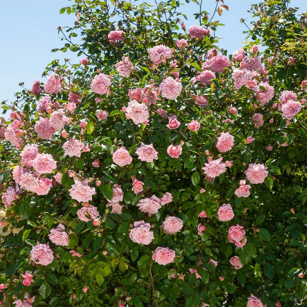 Rosier Grimpant Liane Paul Transon