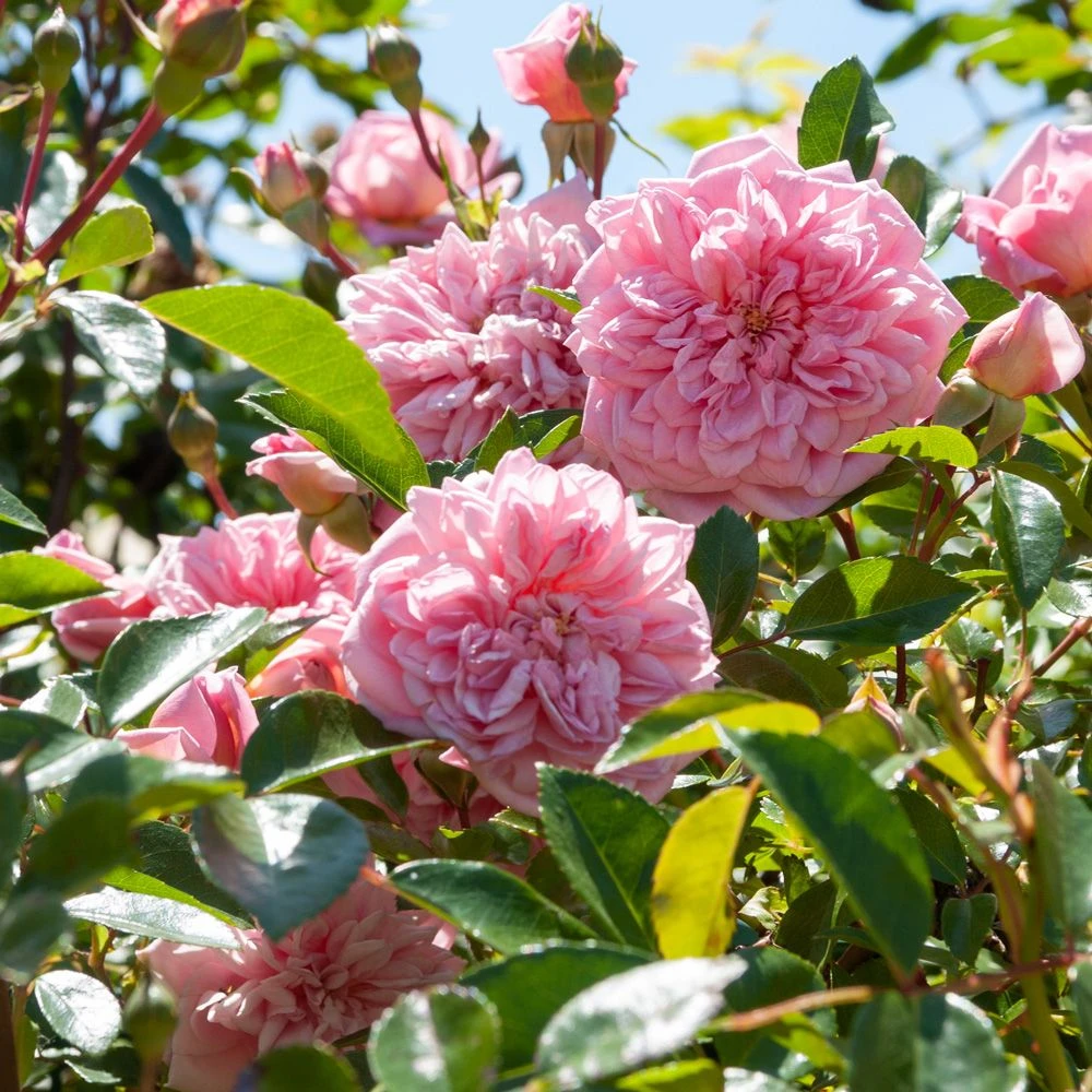 Rosier Grimpant Liane Paul Transon – Image 2