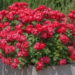 Rosier Double KNOCK OUT ® Radtko