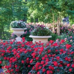 Rosier Double KNOCK OUT ® Radtko -Jardin Entretien Magasin 2471a rosier double knock out radtko t1000