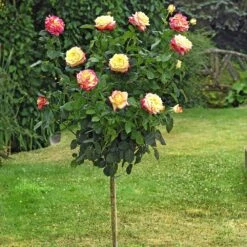 Rosier Tige Oriental PEACE ® Baipeace