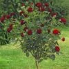 Rosier Tige Black BACCARA ® Meidebenne