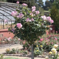 Rosier Tige PRINCESSE DE MONACO ® Meimagarmic