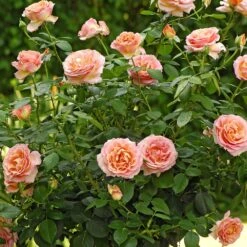 Rosier Tige ELLE ® Meibderos -Jardin Entretien Magasin 2723 3945a rosier tige elle meibderos mi t1000