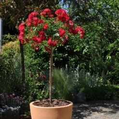 Jardin Entretien Magasin 32 Rosier Demi-tige Semi-retombant Red DRIFT ® Meigalpio
