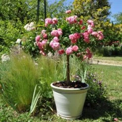 Nouvelles versions 3 Rosier Demi-tige Semi-retombant Sweet DRIFT ® Meiswetdom