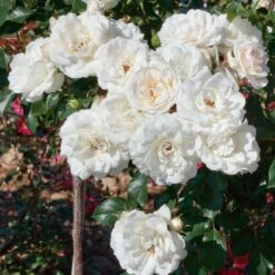 Jardin Entretien Magasin -Jardin Entretien Magasin 2750 3978a rosier demi tige carte blanche meibarum taille1000 mi