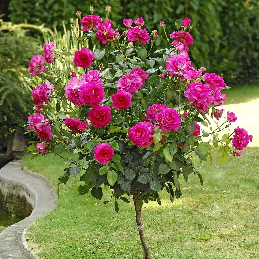 Rosier Demi-tige MANOU MEILLAND ® Meitulimon 1 Rosier Demi-tige MANOU MEILLAND ® Meitulimon