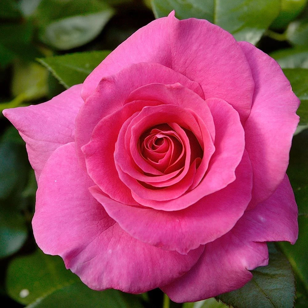 Rosier Demi-tige MANOU MEILLAND ® Meitulimon 2 Rosier Demi-tige MANOU MEILLAND ® Meitulimon – Image 2