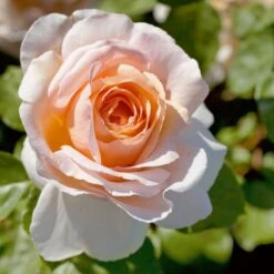 Nouvelles versions 21 Rosier Tige ANDRE LE NOTRE ® Meiceppus