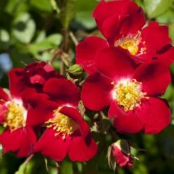 Rosier Rouge MEILLANDECOR ® Meineble