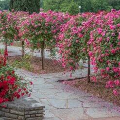 Rosier Pleureur Magic MEILLANDECOR ® Meibonrib -Jardin Entretien Magasin 2837 3902a rosier pleureur magic meillandecor meibonrib hd mi t1000