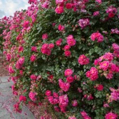 Rosier Pleureur Magic MEILLANDECOR ® Meibonrib -Jardin Entretien Magasin 2837 3902c rosier pleureur magic meillandecor meibonrib hd mi t1000