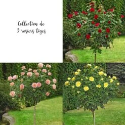 Collection 3 Rosiers Tiges à Grandes Fleurs