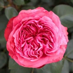 Rosier AUDREY FLEUROT ® Meicatess -Jardin Entretien Magasin 3028 audrey fleurot meicatess mi 2021 04 1000