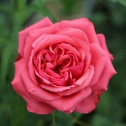 Rosier AUDREY FLEUROT ® Meicatess -Jardin Entretien Magasin 3028audrey fleurot meicatessmi 1 1000