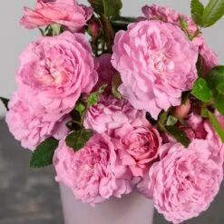 Rosier Baie Des Anges ROMANTICA ® Radprov 6 Rosier Baie Des Anges ROMANTICA ® Radprov -Jardin Entretien Magasin 3084 1954b rosier baie des anges romantica radprov mm t1000