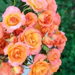 Rosier MESSAGE ® D’Espoir Meishamalo -Jardin Entretien Magasin 3085a rosier message d espoir meishamalo mi t1000