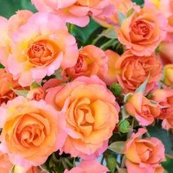 Rosier MESSAGE ® D’Espoir Meishamalo -Jardin Entretien Magasin 3085b rosier message d espoir meishamalo mi t1000