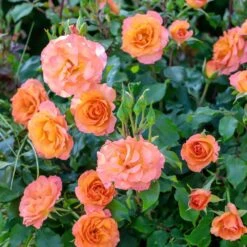 Rosier MESSAGE ® D’Espoir Meishamalo -Jardin Entretien Magasin 3085d rosier message d espoir meishamalo mi t1000