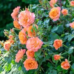 Rosier MESSAGE ® D’Espoir Meishamalo -Jardin Entretien Magasin 3085e rosier message d espoir meishamalo mi t1000