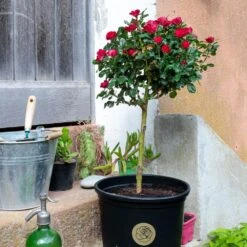 Rosier Mini-tige ZEPETI ® Meibenbino 17 Rosier Mini-tige ZEPETI ® Meibenbino -Jardin Entretien Magasin 3113 rosier mini tige zepeti meibenbino t1000