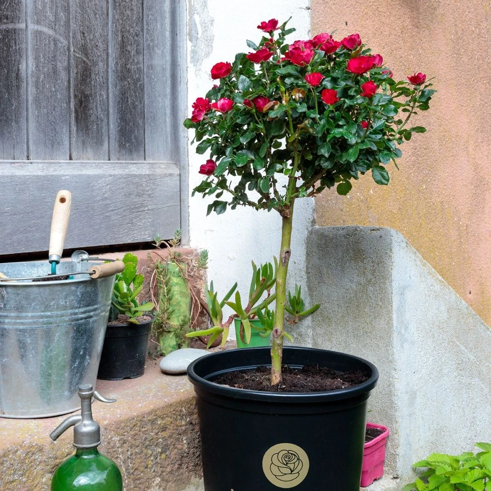 Rosier Mini-tige ZEPETI ® Meibenbino 8 Rosier Mini-tige ZEPETI ® Meibenbino – Image 8