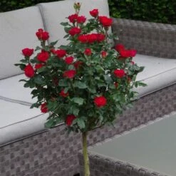 Rosier Mini-tige ZEPETI ® Meibenbino 15 Rosier Mini-tige ZEPETI ® Meibenbino -Jardin Entretien Magasin 3127a rosier mini tige zepeti meibenbino t1000 1