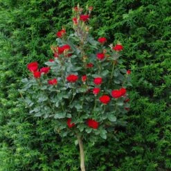 Rosier Mini-tige ZEPETI ® Meibenbino 16 Rosier Mini-tige ZEPETI ® Meibenbino -Jardin Entretien Magasin 3127b rosier mini tige zepeti meibenbino t1000