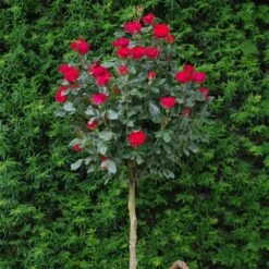 Rosier Mini-tige ZEPETI ® Meibenbino 18 Rosier Mini-tige ZEPETI ® Meibenbino -Jardin Entretien Magasin 3127c rosier mini tige zepeti meibenbino t1000