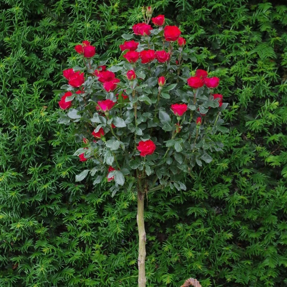 Rosier Mini-tige ZEPETI ® Meibenbino 9 Rosier Mini-tige ZEPETI ® Meibenbino – Image 9