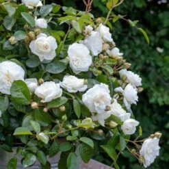 Rosier MARINA PICASSO ® Meidyceus -Jardin Entretien Magasin 3128 2934b rosier marina picasso meidyceus mm t1000