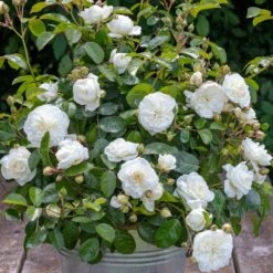 Rosier MARINA PICASSO ® Meidyceus -Jardin Entretien Magasin 3128 2934c rosier marina picasso meidyceus mm t1000