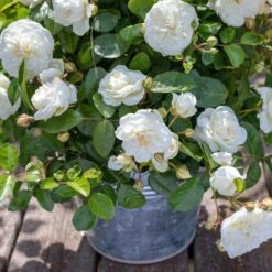 Rosier MARINA PICASSO ® Meidyceus -Jardin Entretien Magasin 3128 2934e rosier marina picasso meidyceus mm t1000